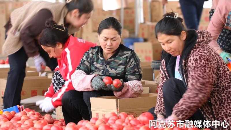 阿克苏信息技术服务
